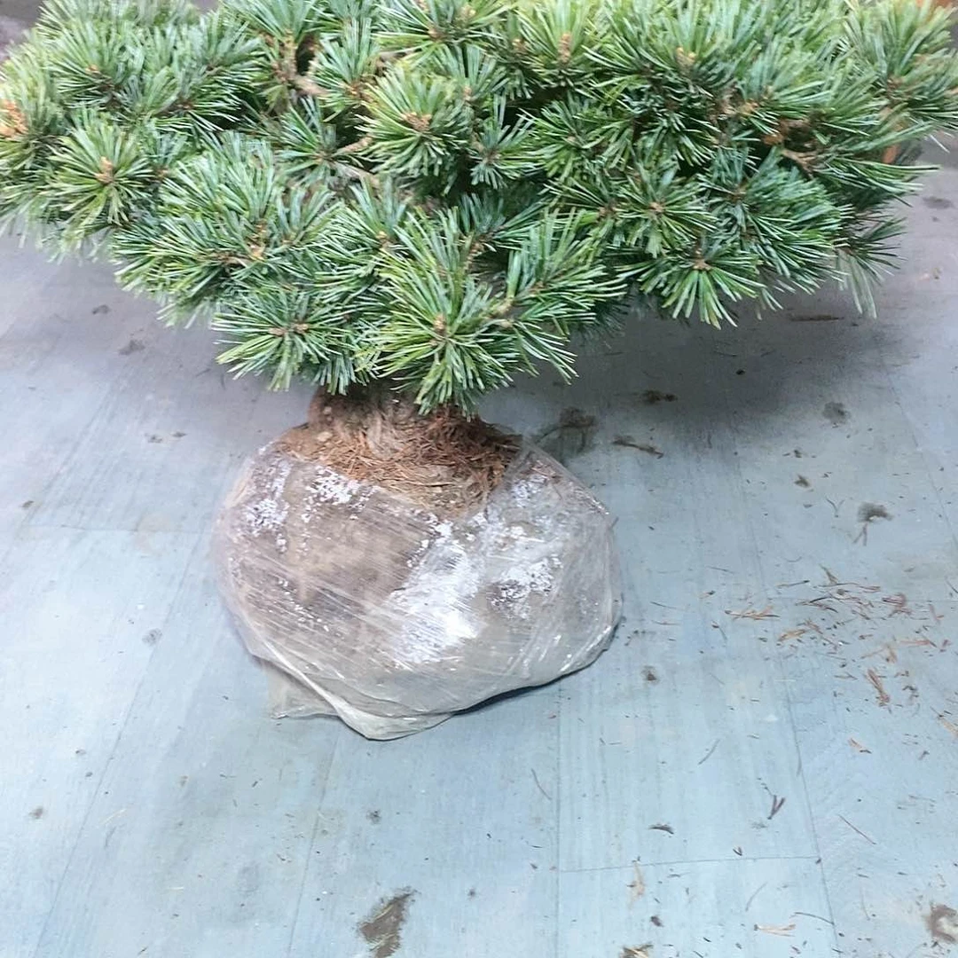 【闪购商品】无花朵