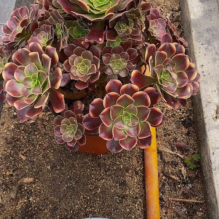 无***无多肉欧嘉莉177多肉植物
