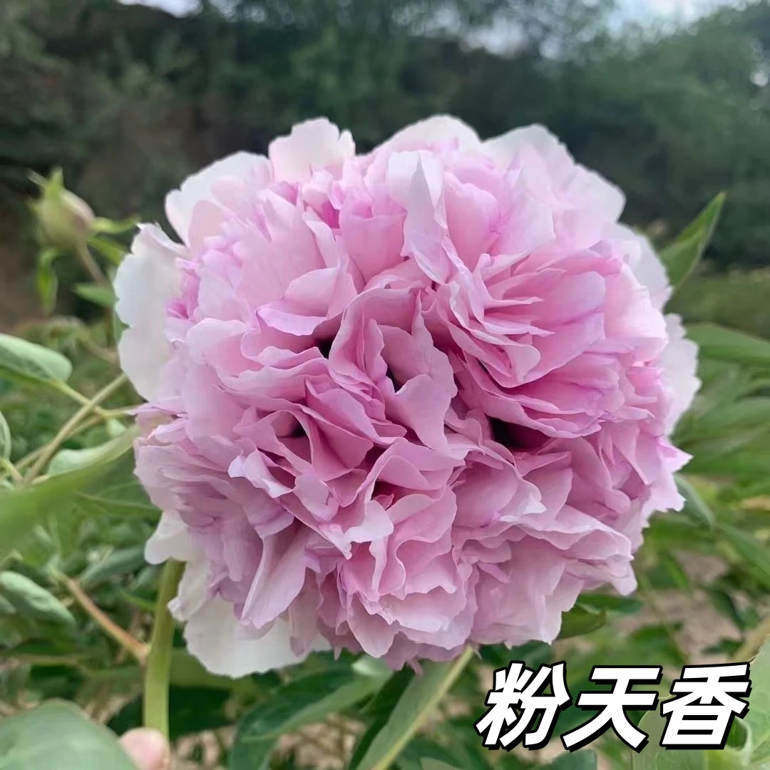 【粉色系】陇右2-5年精品嫁接苗紫斑牡丹抗寒耐寒庭院牡丹花树苗