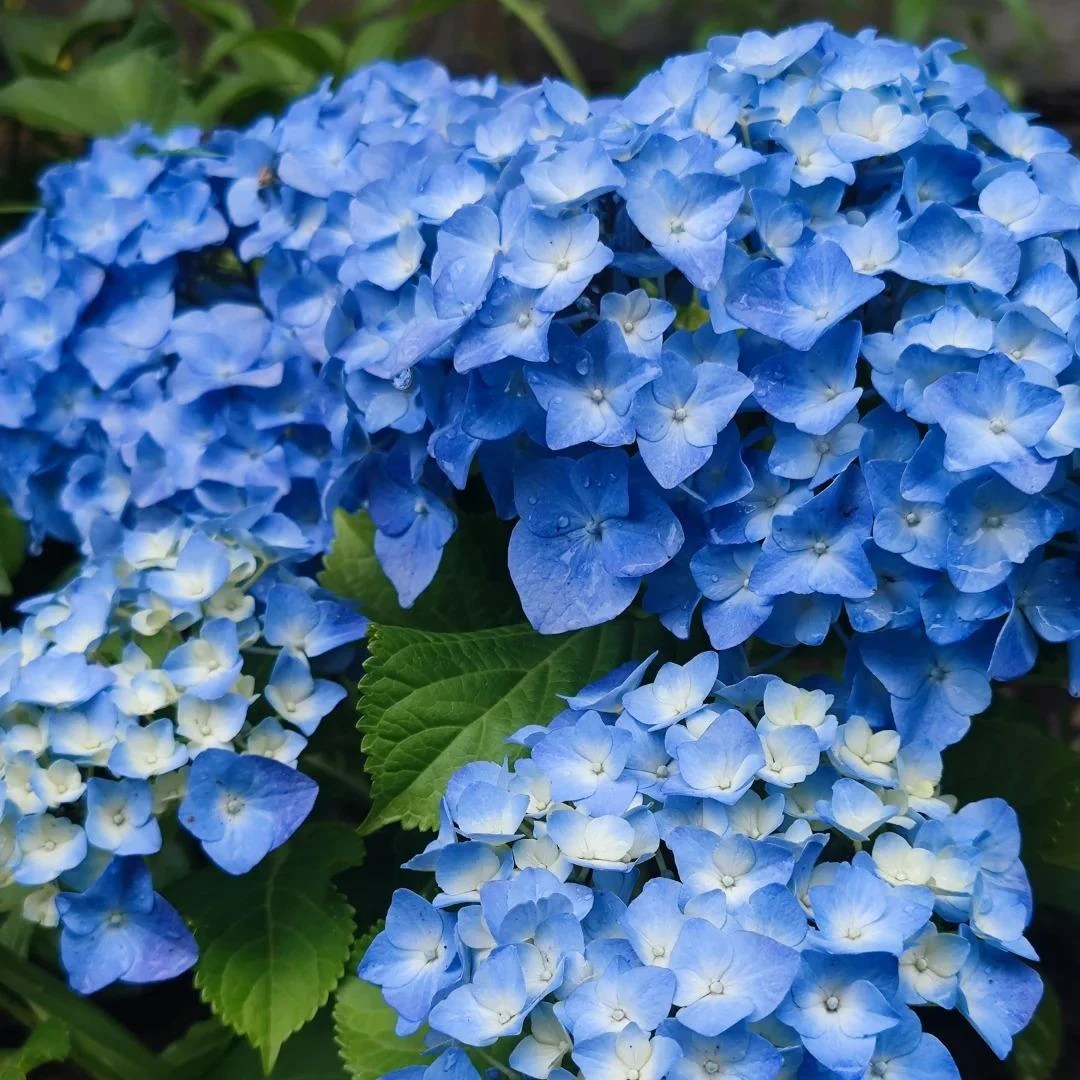 【大海兰】绣球盆栽大花植物原盆原土阳台花园栽种好带花苞