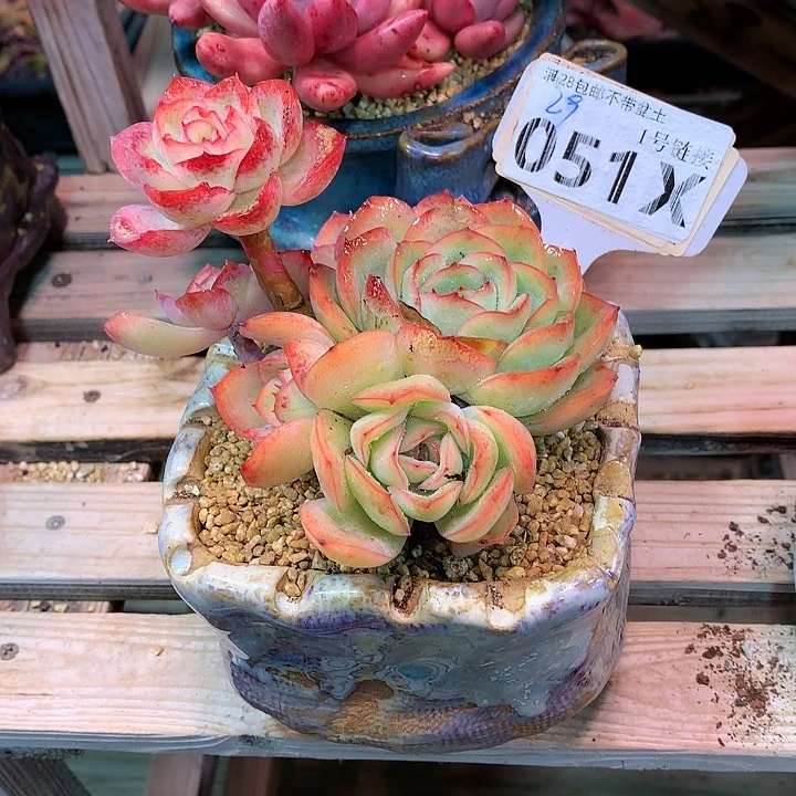 仙****）051X晨露的时候