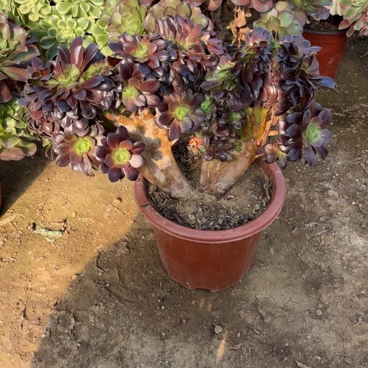 多肉植物法师哦紫缀19