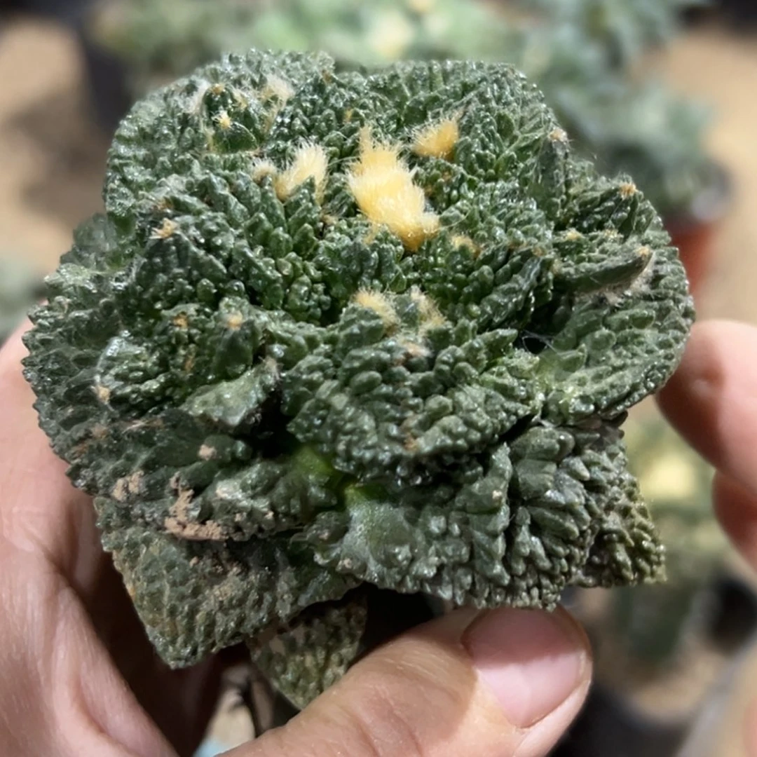 完全开放福利绣普大尤哥斯拉牡丹020