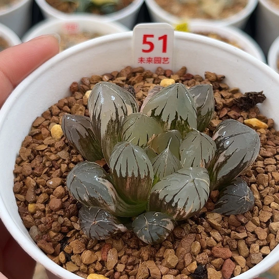 51水晶玉露锦福利福利