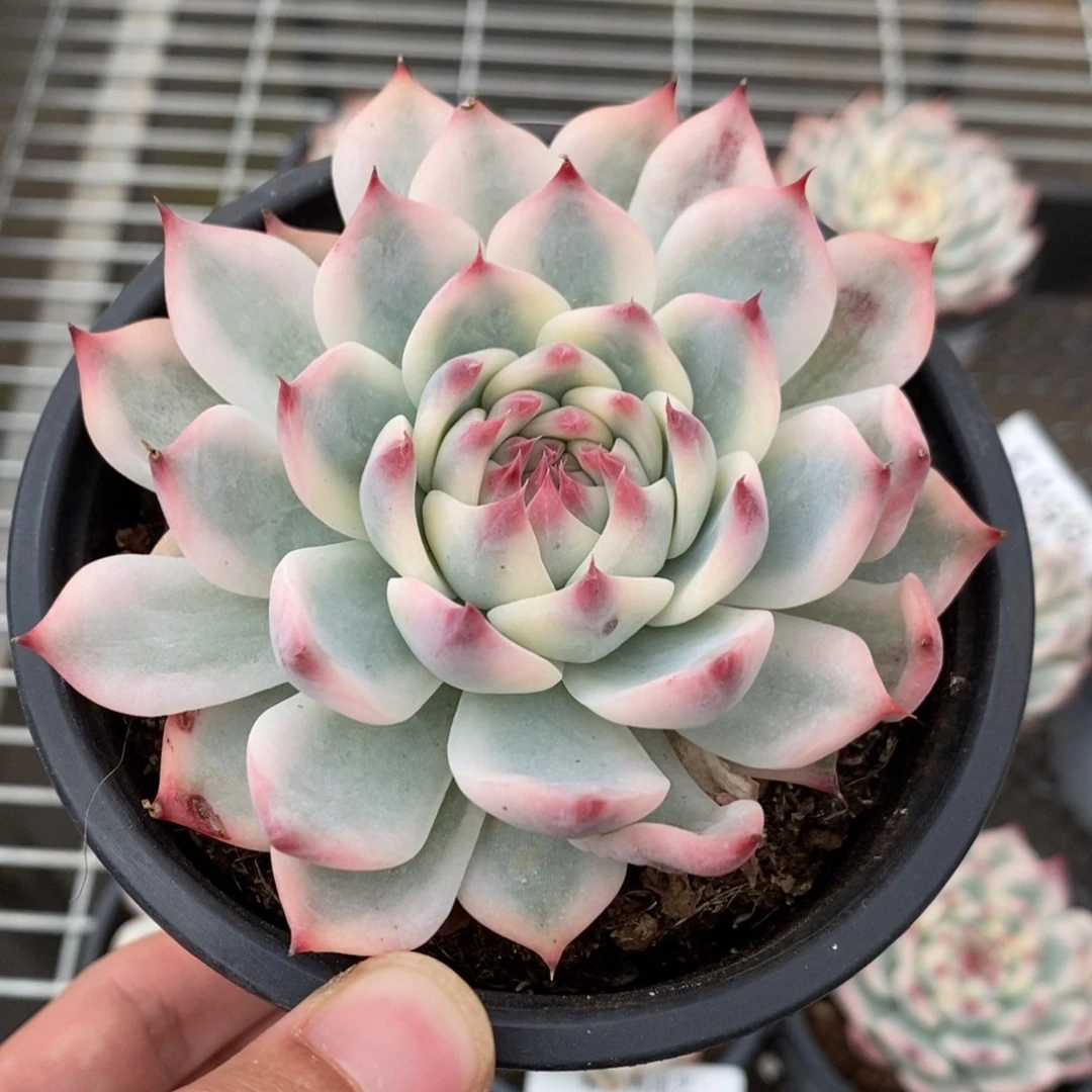 吉娃娃锦多肉植物8597
