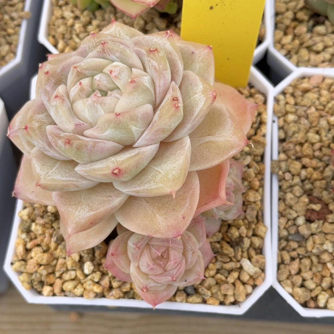优选奶芙珍妮多肉2887