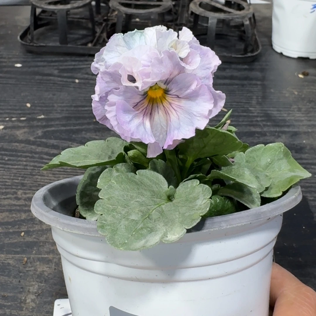 全部花朵372号木村