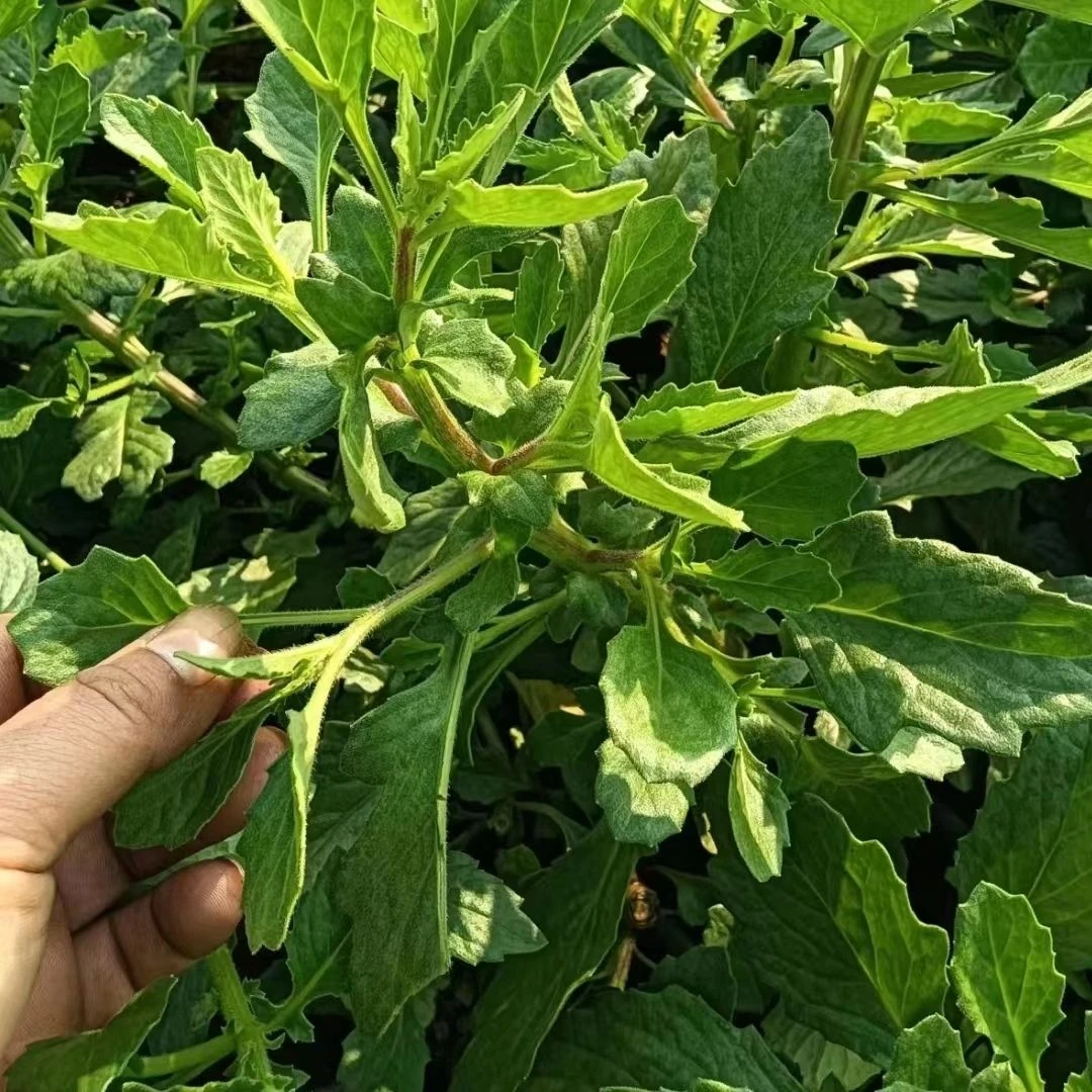 鲜品片仔癀草苗榨汁风味配甘蔗汁饮品天然爆款绿色可食用白凤菜