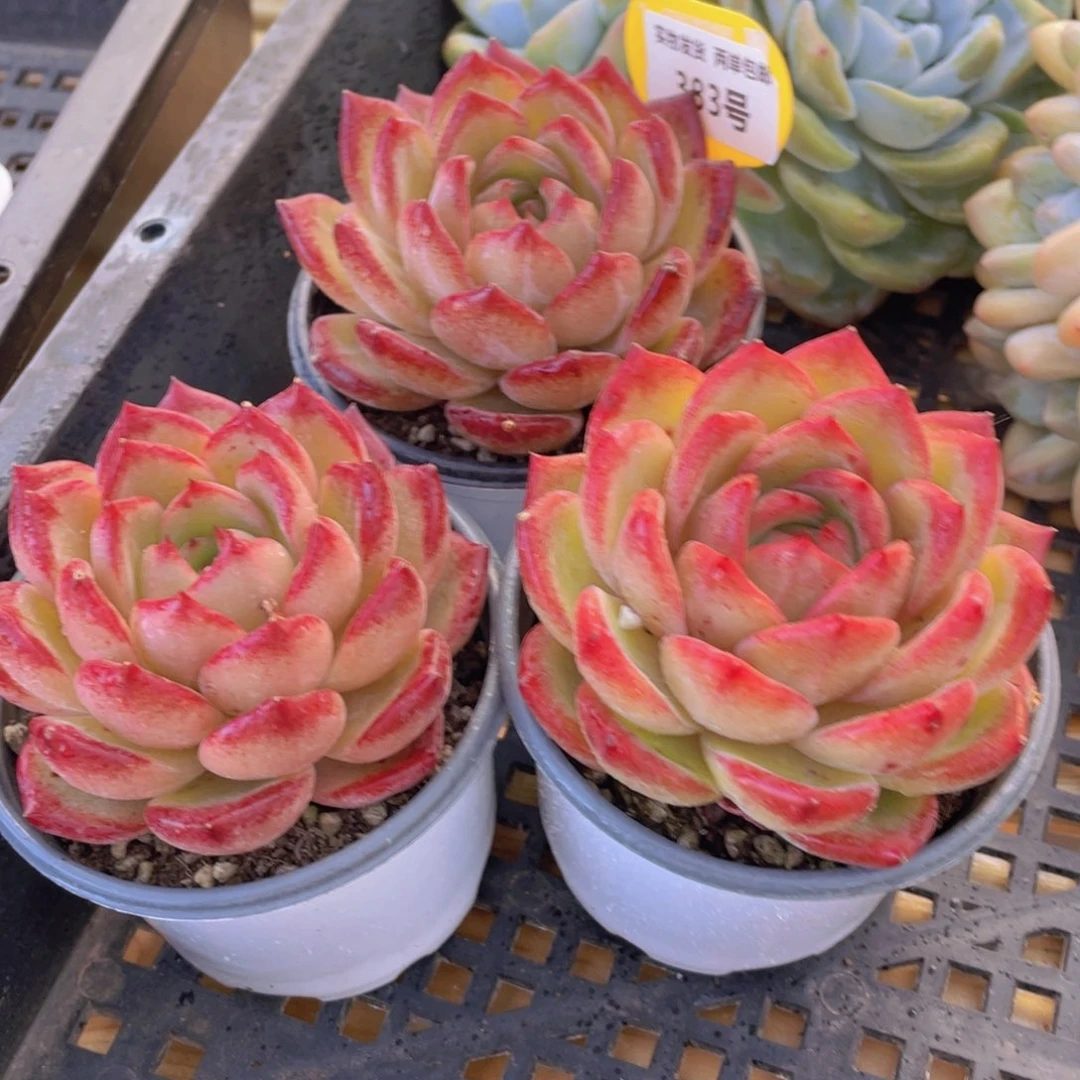 383号 大单头母本夜魔侠一个