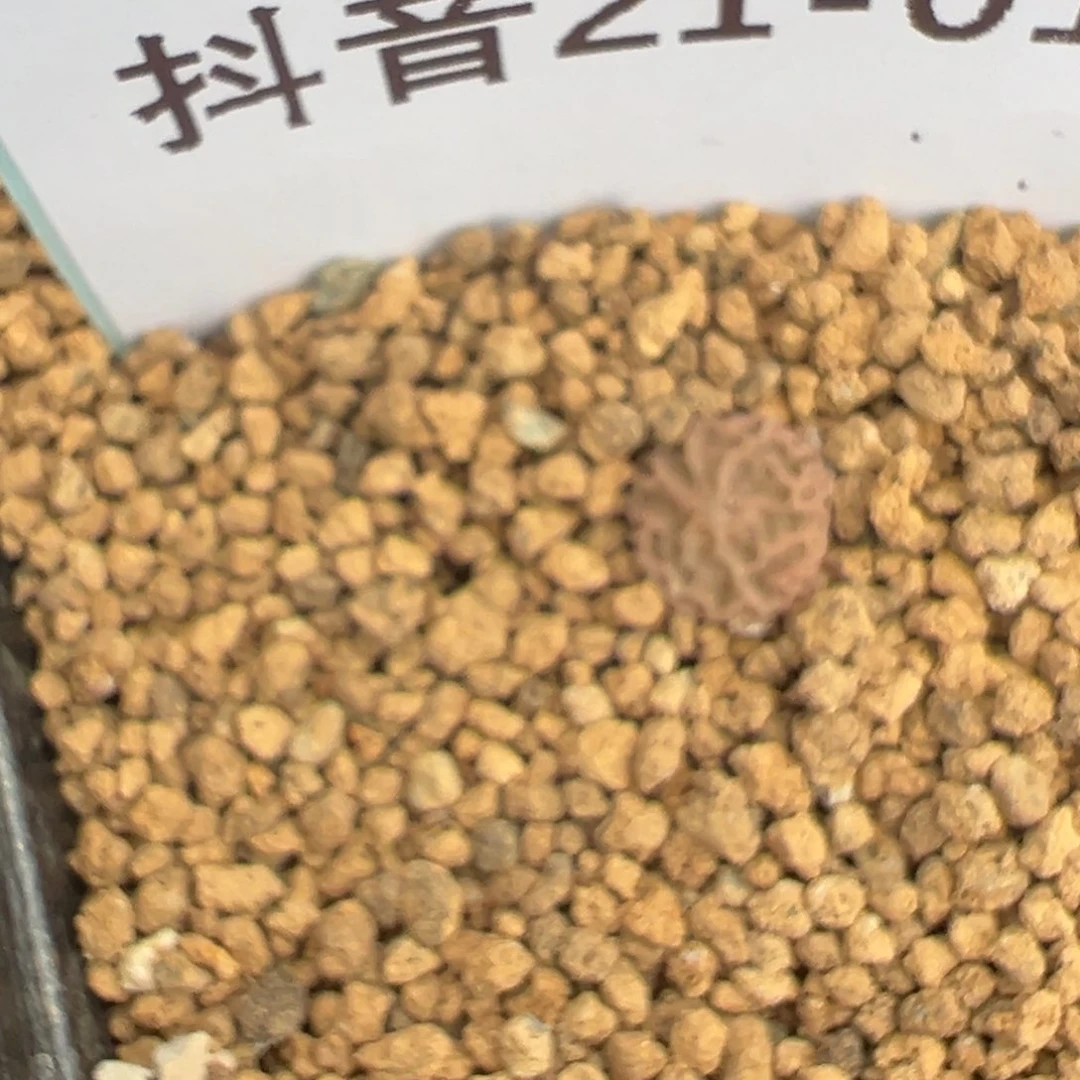 21-01超级烧麦多肉植物