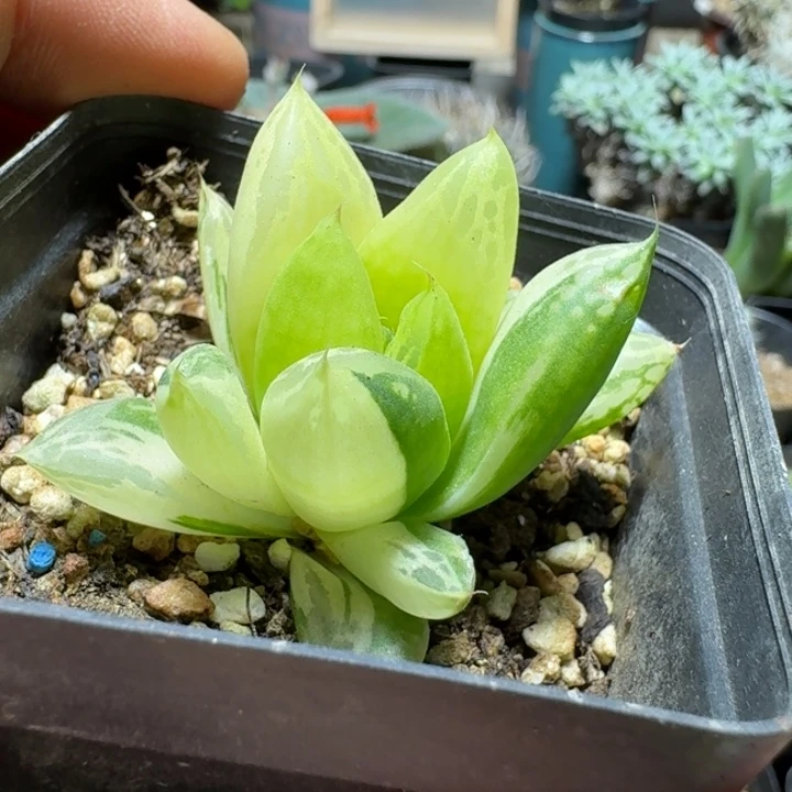 619宝草锦脱土发货