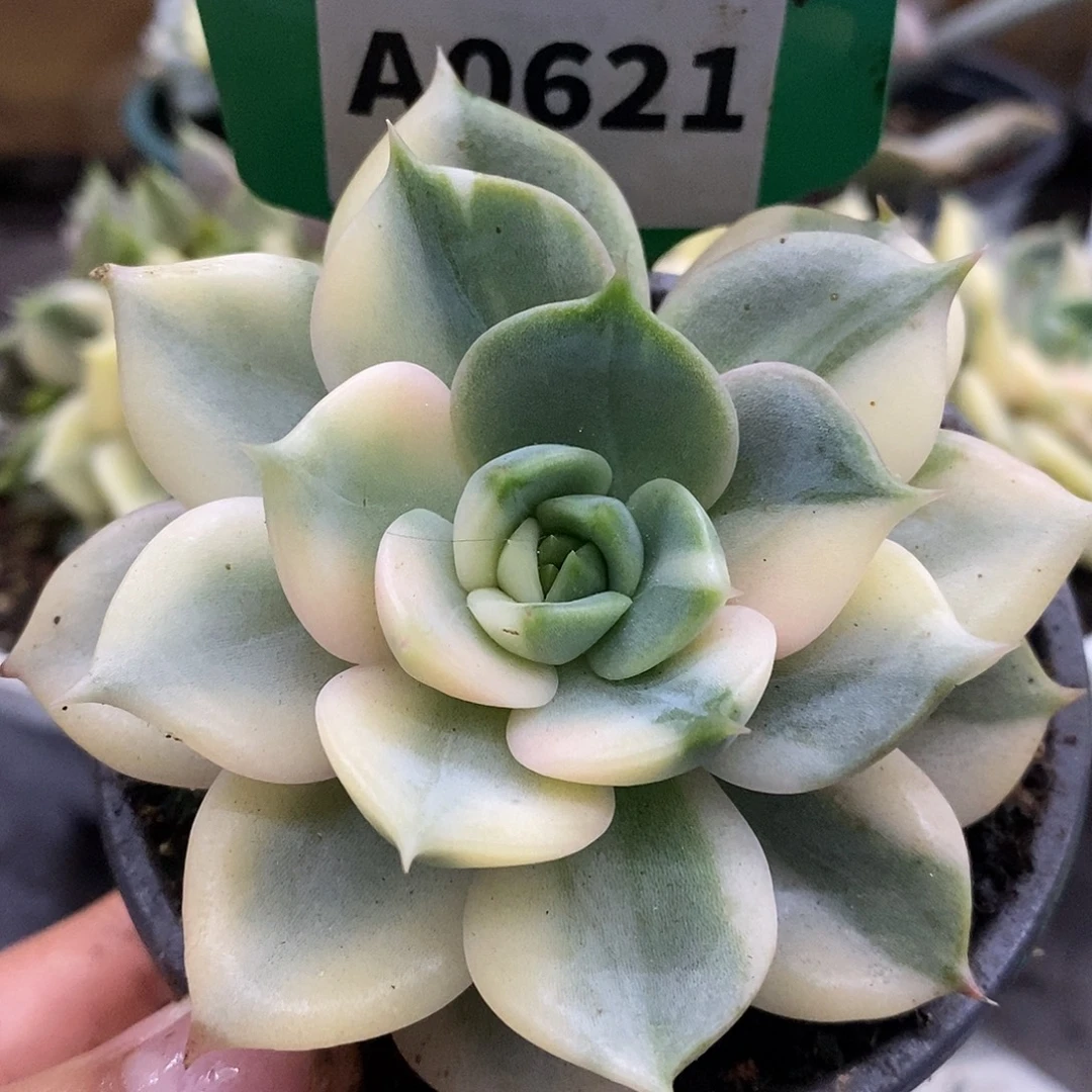 621贝加尔湖花脸带富轮哈哈