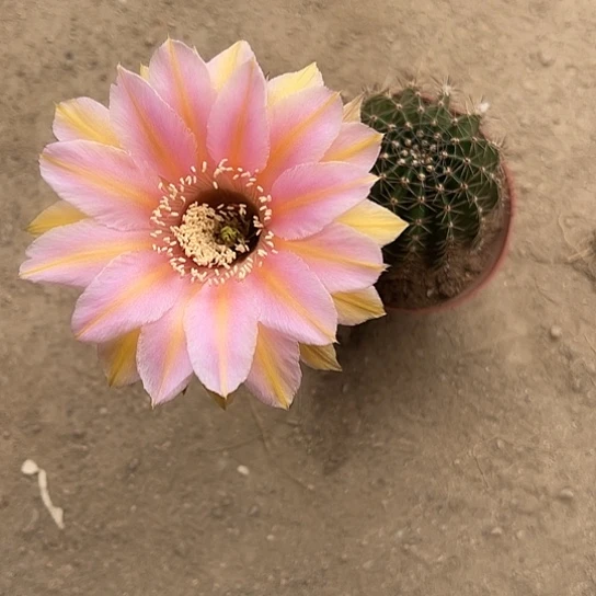 中**?实生彩草467778889