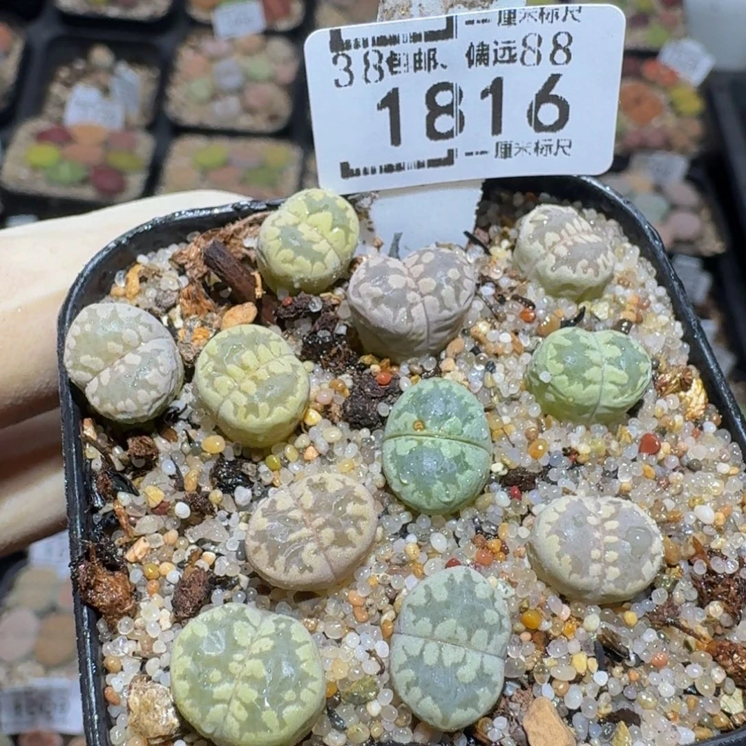 Zzz生石花肉锥1816