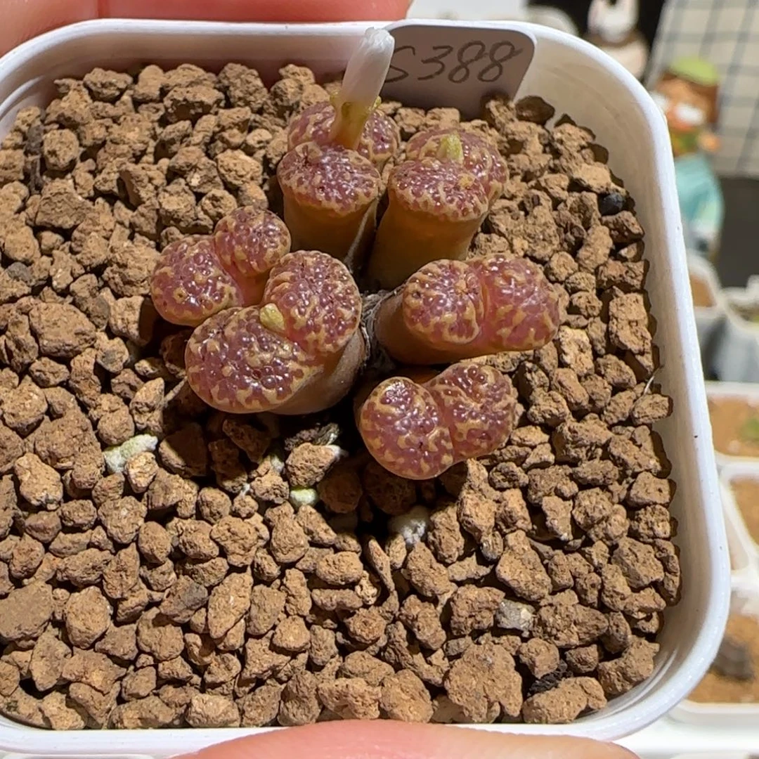 奶***廖肉锥多肉植物组合-泡泡勋母本1180