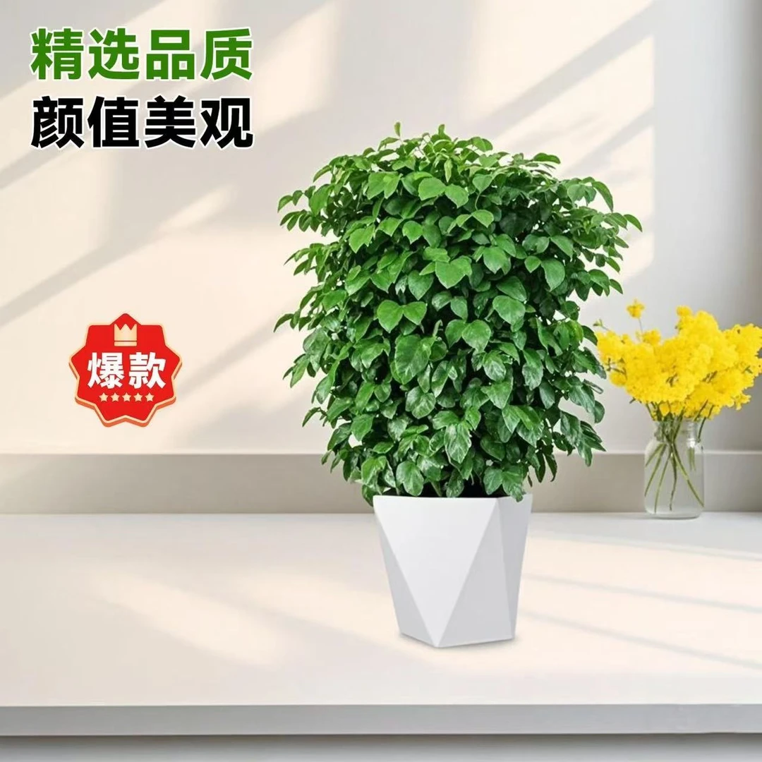 丛生幸福树60-70cm客厅盆栽大型绿植平安树室内吸甲醛小叶丛生