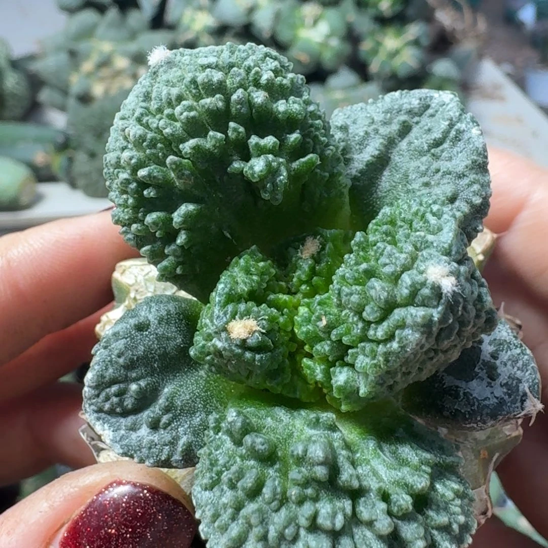 【闪购商品】无花朵荔枝尤哥斯拉015