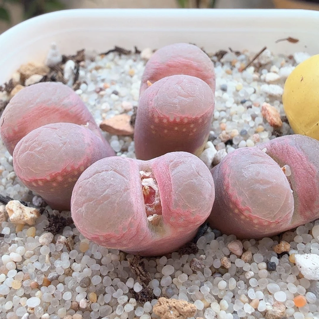 2.2.101/福利/粉熊猫四头母本/多肉植物