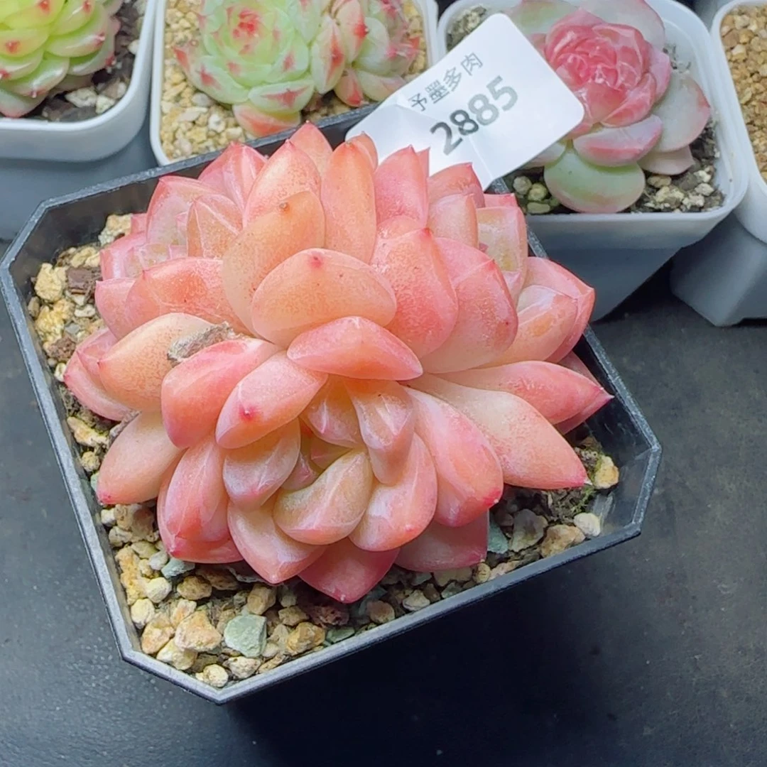 蜜桃群，2885多肉植物