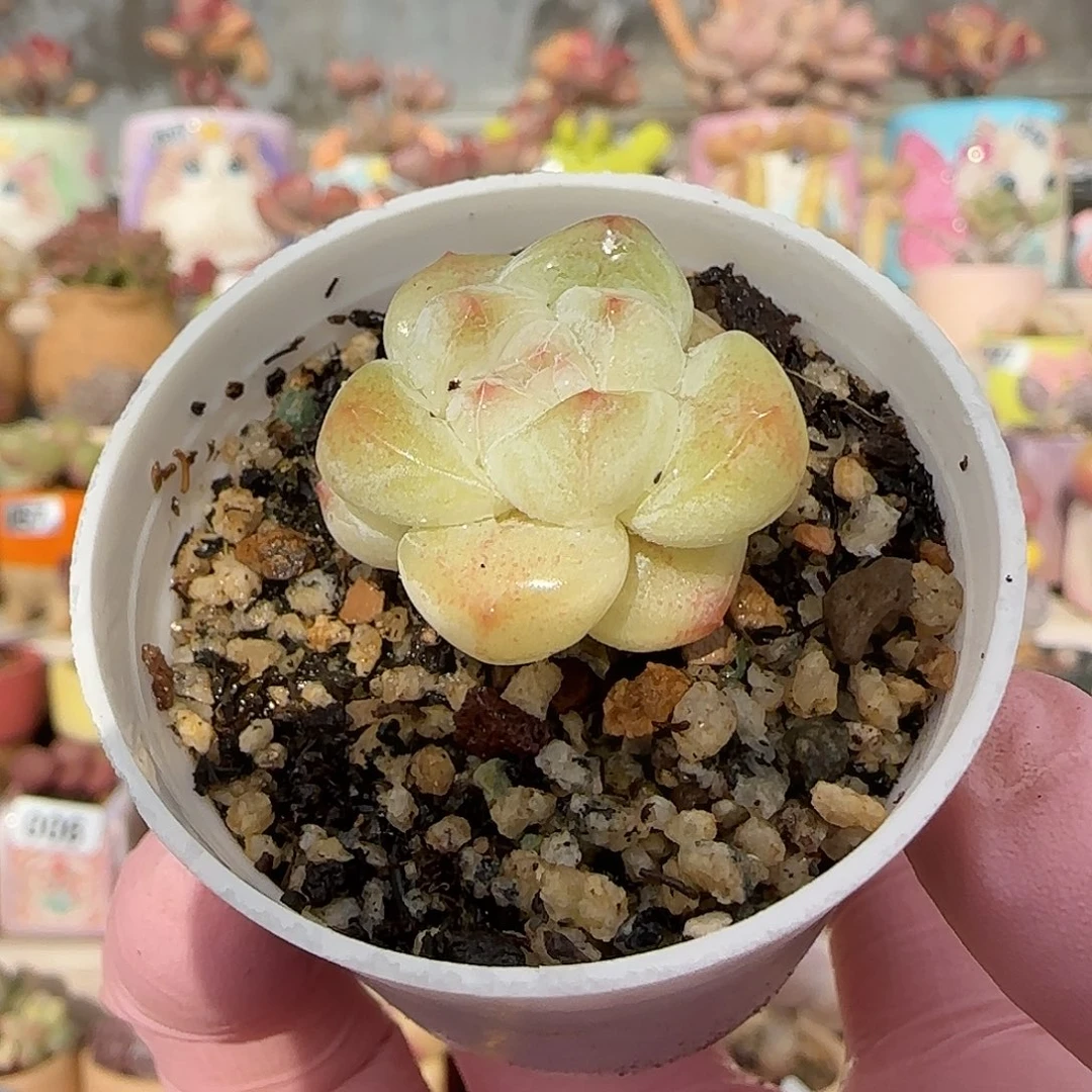 福利奶油冰玉 盆口3cm