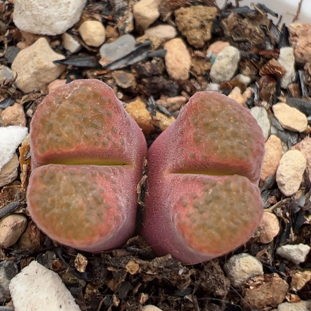 133多肉植物百科知识