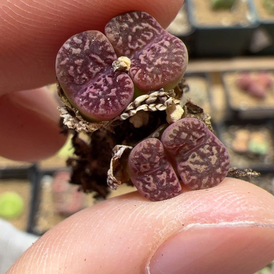 【闪购商品】64 秒