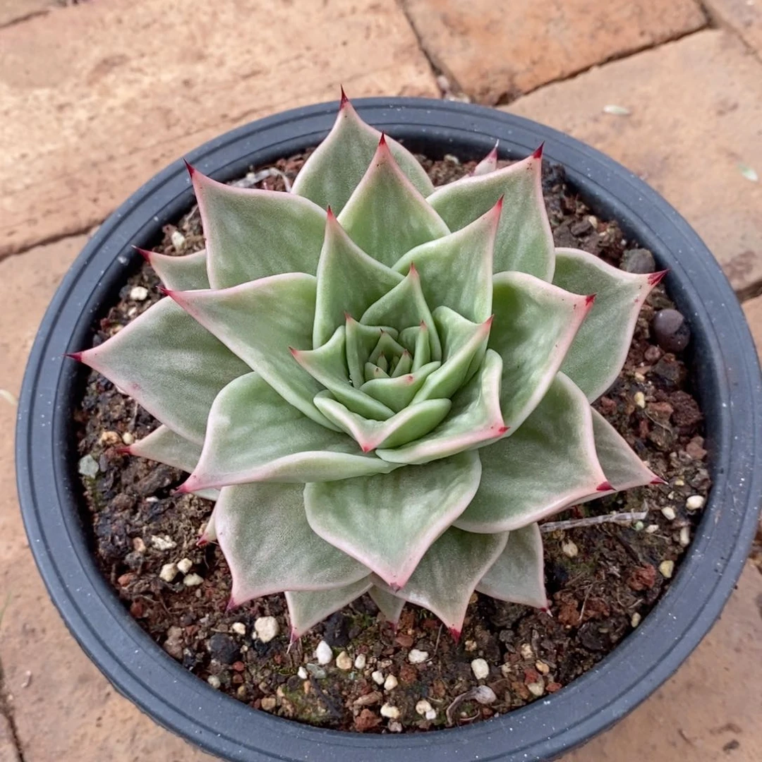 我**一福利特价虎皮星星锦