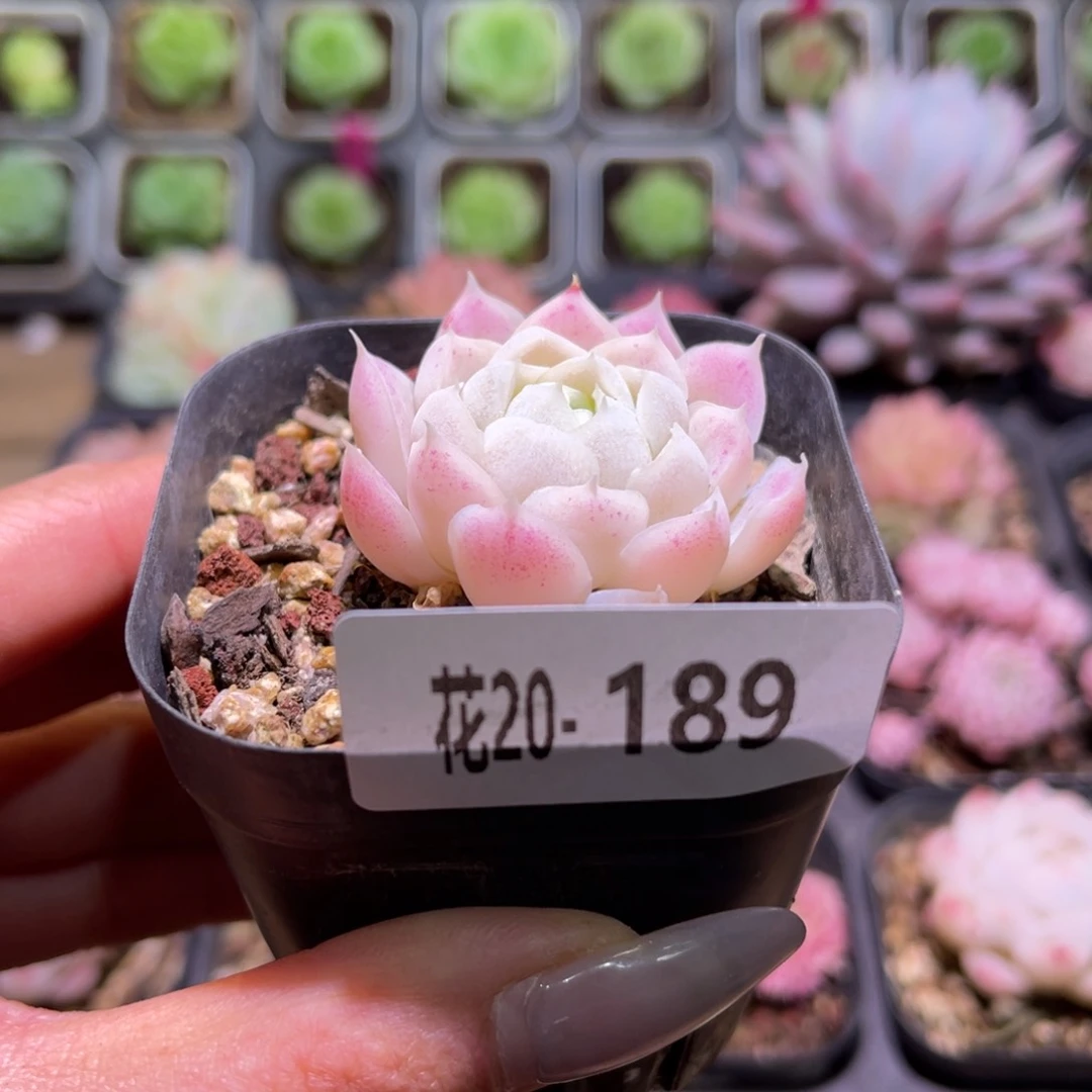 花利美20-189白月影