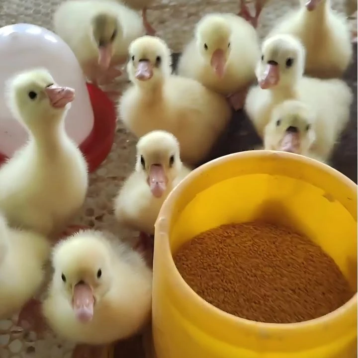 宠物鸭/娥/脱温/3斤左右/到手2只