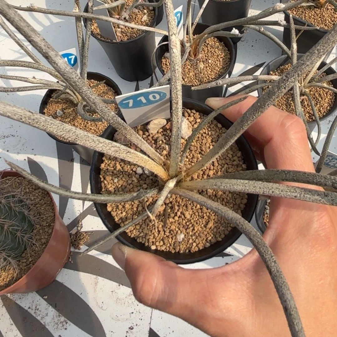 710美杜莎带盆带土发货