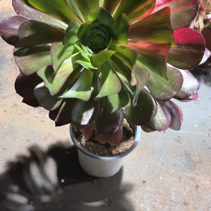 肥***强巫毒1455法师多肉