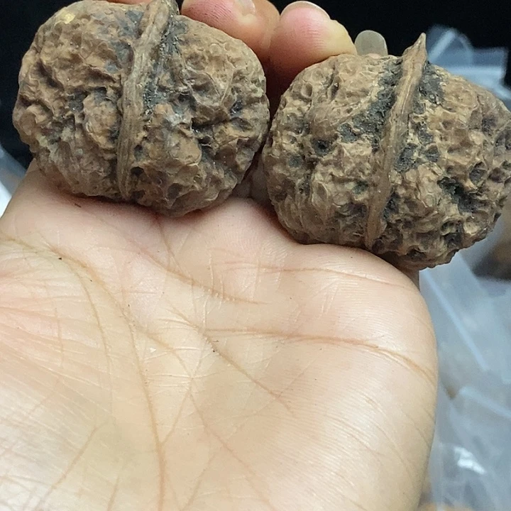 文玩核桃把件云南铁核桃基地60