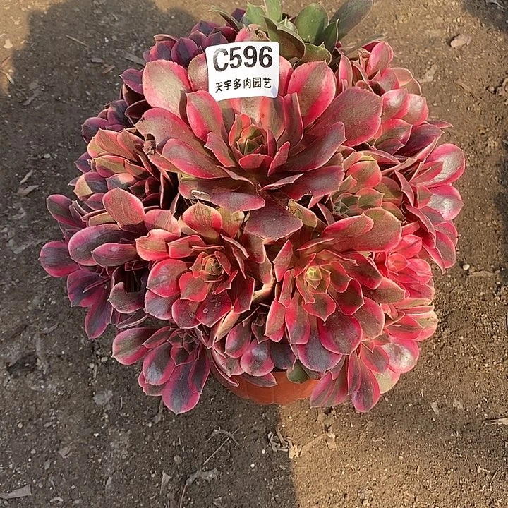 多肉植物女妖596多肉