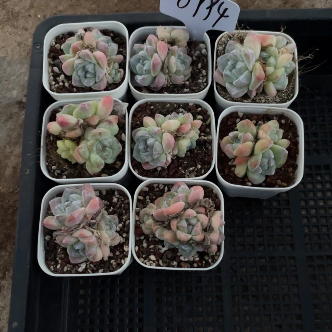 不包整散 盆子不售后0994