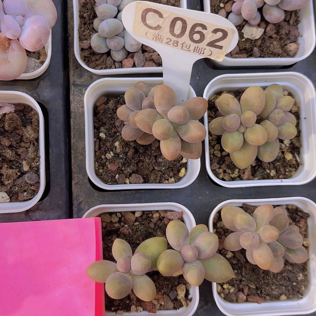 C062糖果美人一物一拍