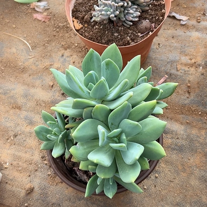 S***l多肉植物实物直播实物68