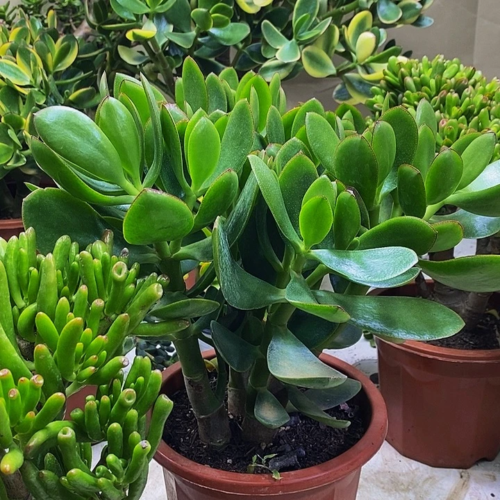 青叶玉树一物一拍多肉植物