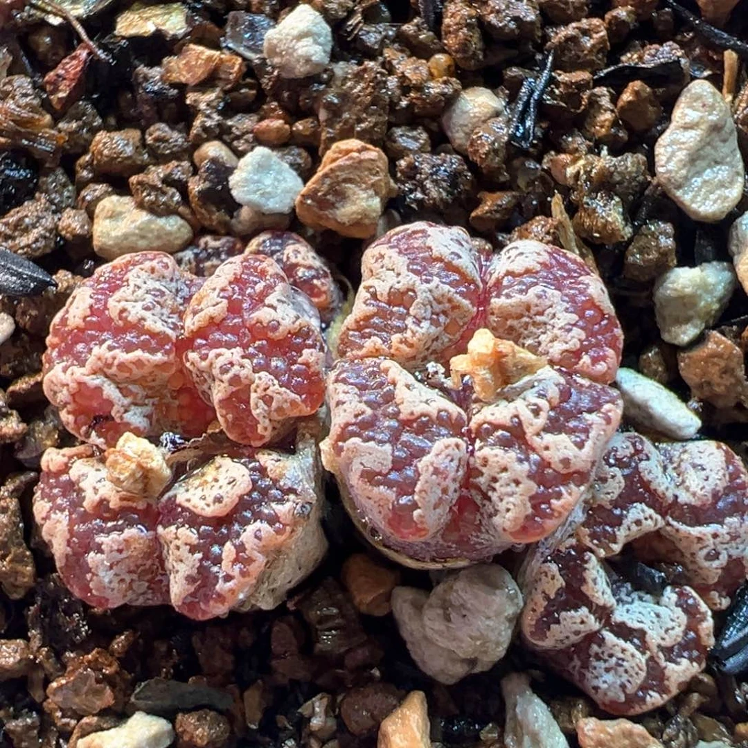 522多肉植物种类多样