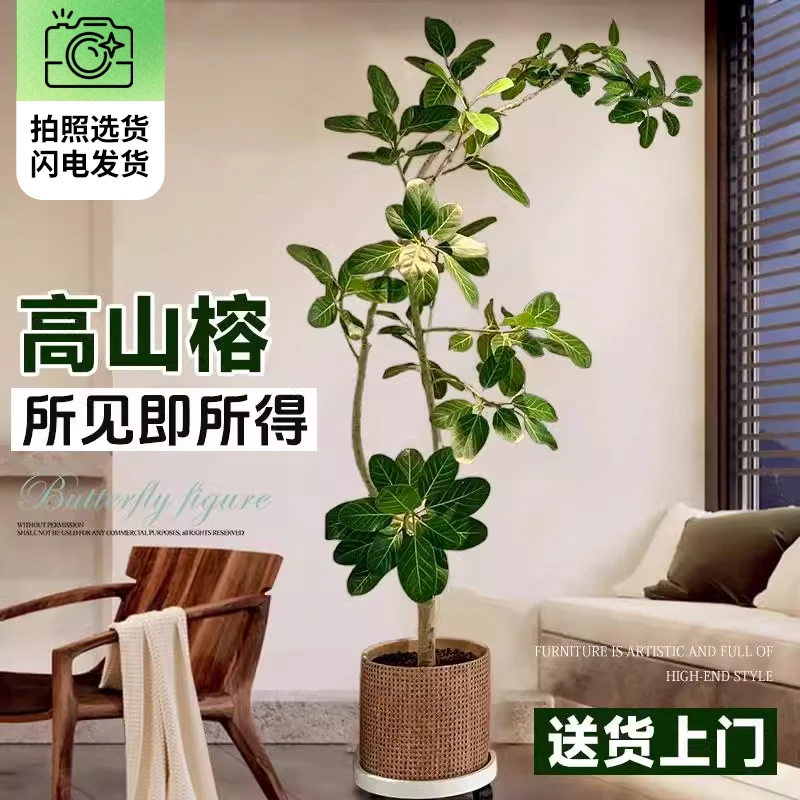 孟加拉榕盆栽大绿植室内大型客厅客厅高山榕花卉真花琴叶榕黄金榕