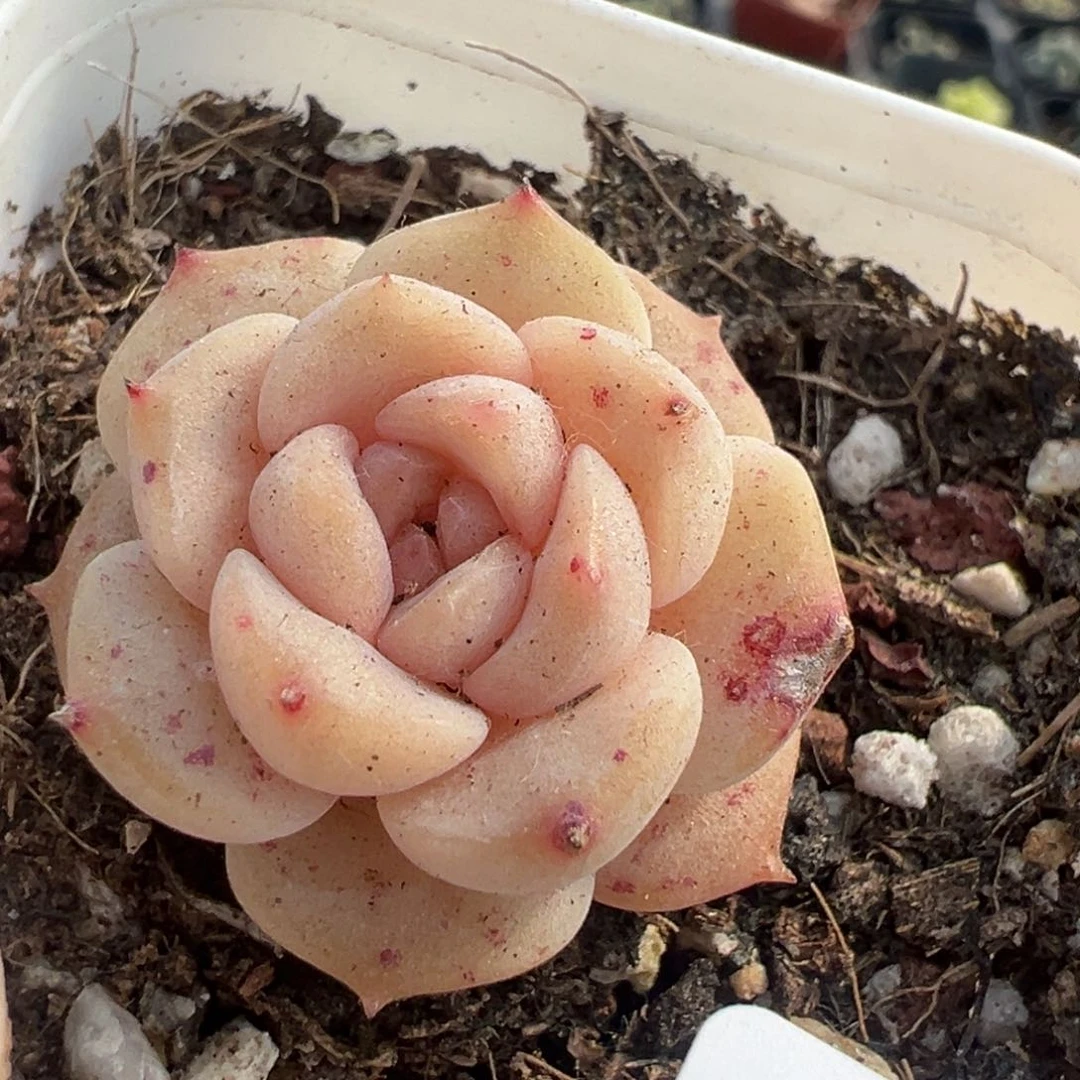 小卡拉米糖心一物一拍20-45