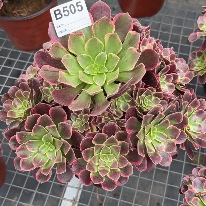 505金丝雀23厘米左右