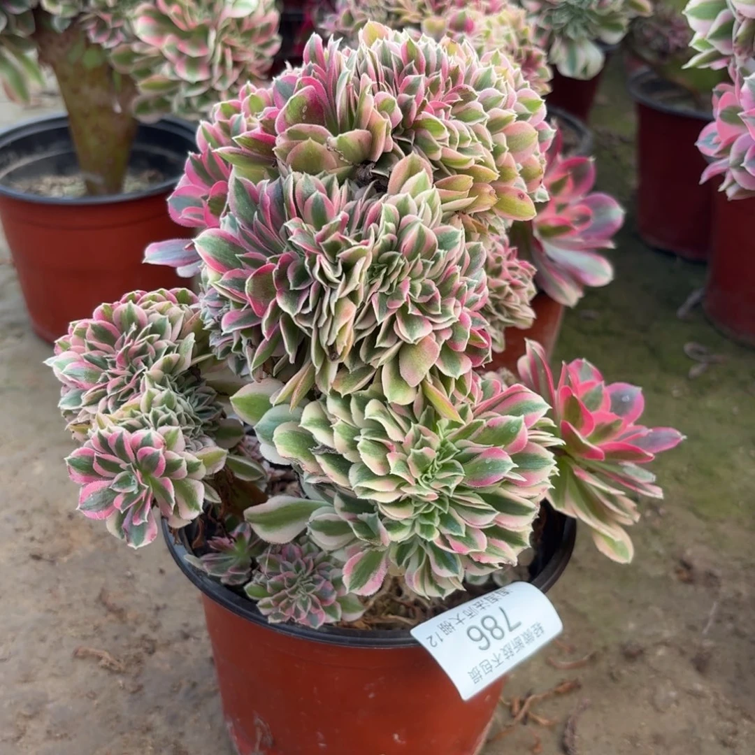 786粉女巫缀化多肉植物