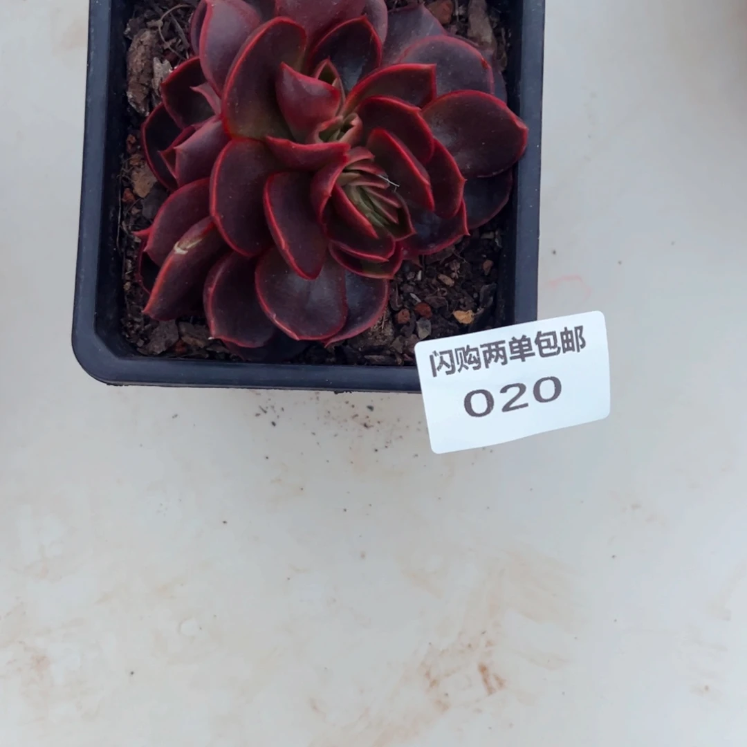 臭***活多肉植物组合盆栽18