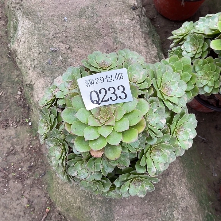 233桃花石多肉植物