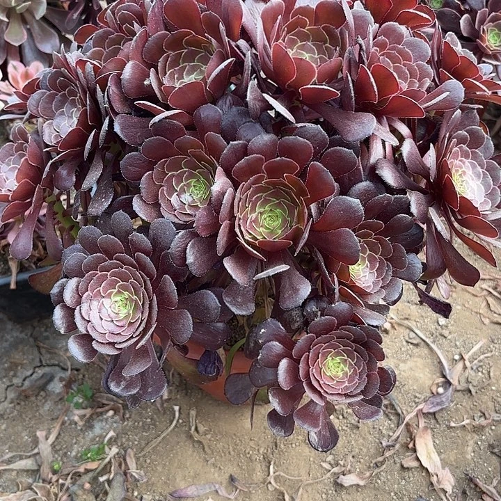 多肉植物黑暗萝莉335