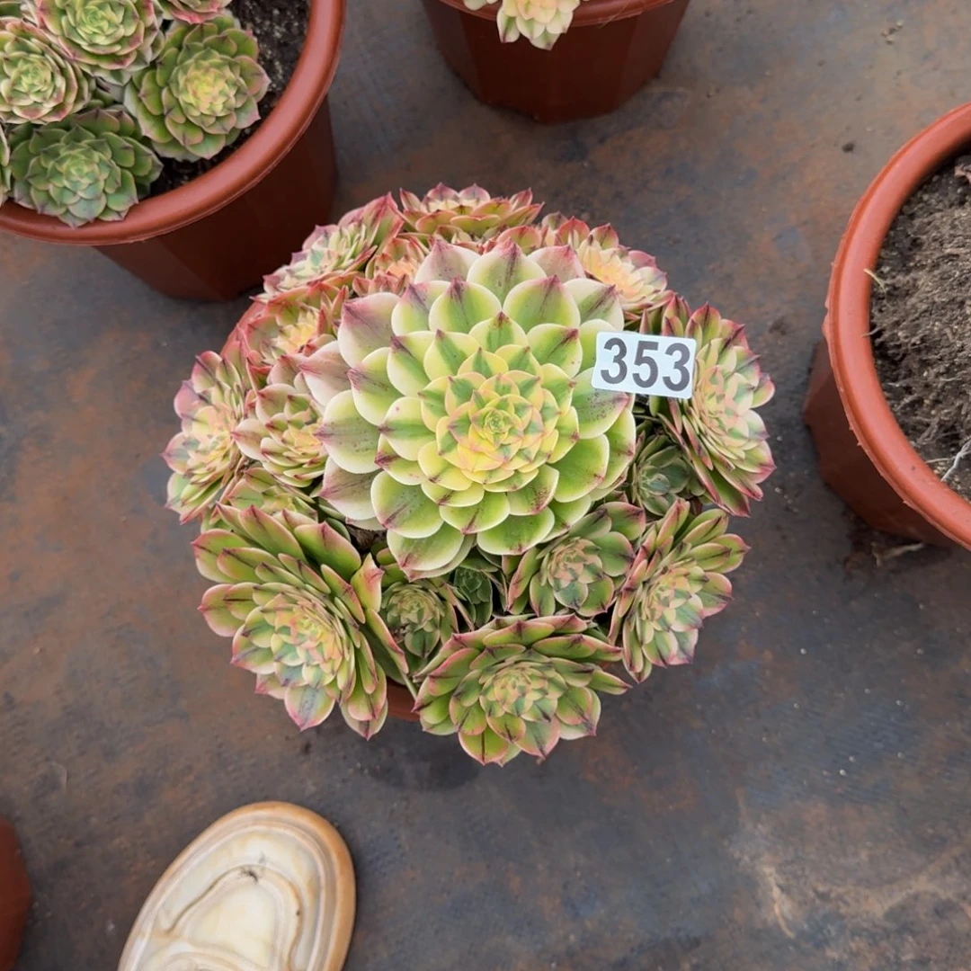 353多肉植物伊丽莎白