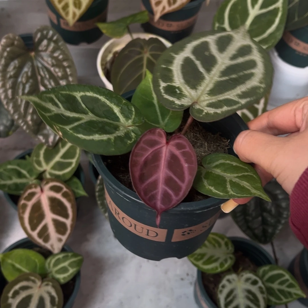 无花朵粉柠檬杂nse