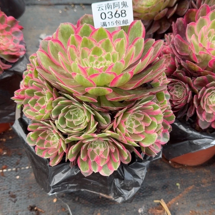 368号孔雀翎啊啊啊啊