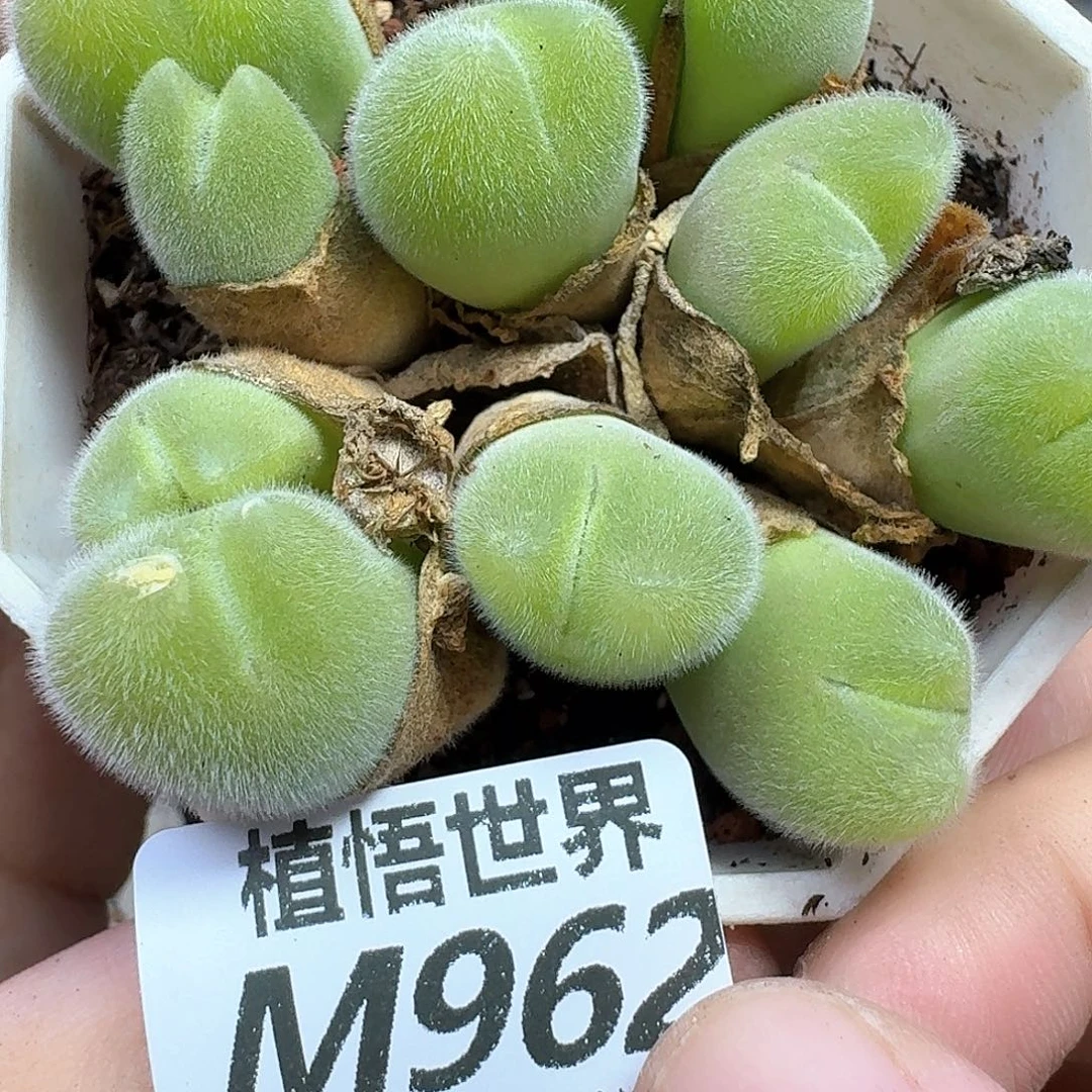 多肉植物的润泽和d