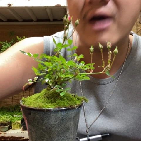 红陶一物一拍所见即所得115